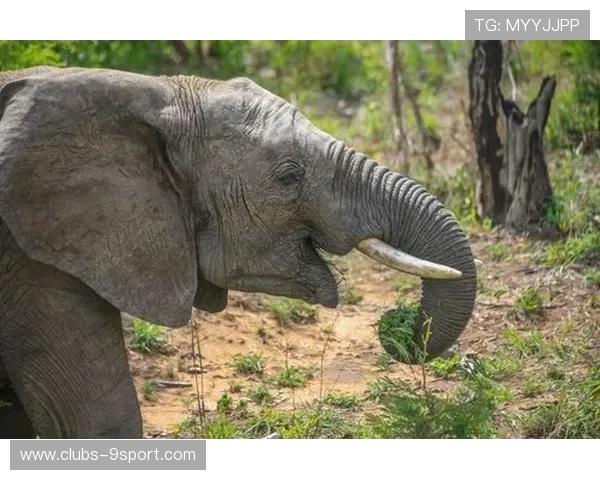 《灾难废土中的求生之道：建造与资源管理的极限挑战》